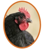 Belle poule noire Géline de Touraine
