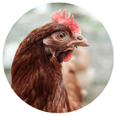 Etudes sur l'intelligence de la poule