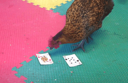 Poule dressée à reconnaitre la dame de cœur 