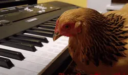 Poule qui joue du piano