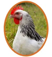 Sussex plumage blanc herminé noir encore une bonne poule pondeuse !