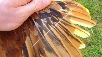 Comment couper les plumes de l'aile d'une poule