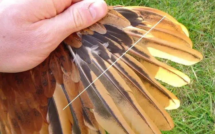 Comment couper les plumes de l'aile d'une poule