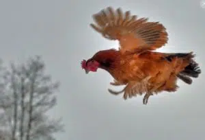Voici une poule qui vole très bien
