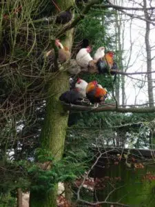 Poules et coqs qui ont volé dans l'arbre