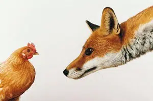 Le renard se nourrit des poules
