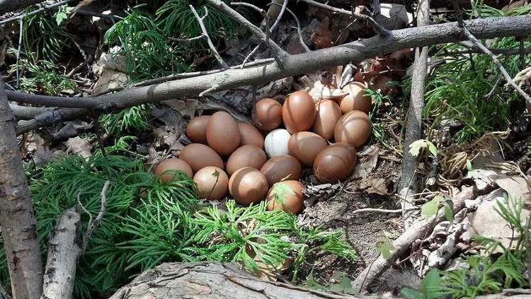 Nids avec des œufs cachés : quand les poules cachent leurs œufs