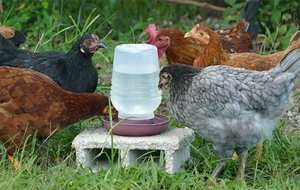 Les poules doivent avoir de l'eau en permanence