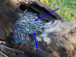 Exemple typique de plumes qui repoussent pendant une mue