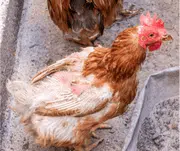 La mue des poules : symptômes et conseils d'éleveurs