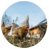 Élevages de poules en Bretagne