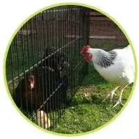 Maman poule et ses poussins dans la cage