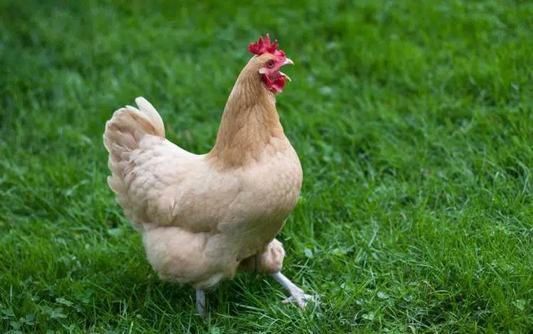La poule qui se prend pour un coq