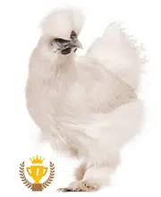 La poule Soie : une des meilleures poules couveuses