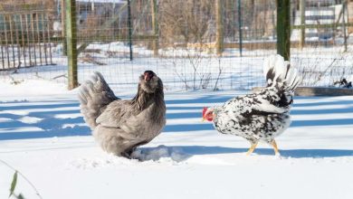 Comment les poules supportent le froid en hiver