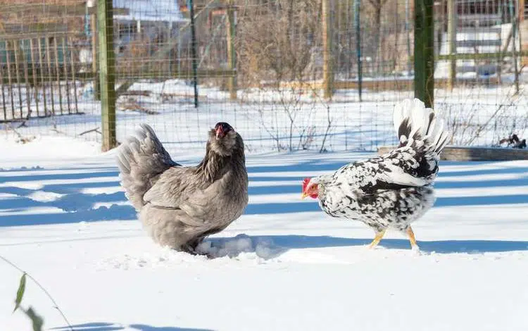 Comment les poules supportent le froid en hiver