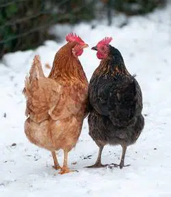 Ces deux poulettes semblent bien supporter l'hiver et la neige