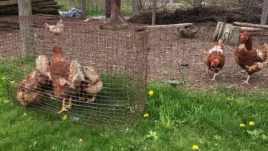 La bonne méthode pour introduire des nouvelles poules au poulailler