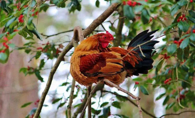 Quand les poules se perchent pour dormir dans les arbres