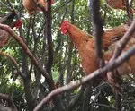 poules-qui-dorment-dans-les-arbres