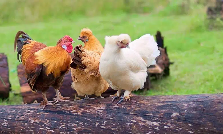 La hiérarchie chez les poules