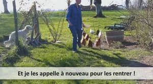 Faire venir ses poules avec des friandises
