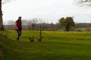 Comment guider ses poules