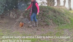 Poule guidée avec un bâton