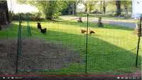 Installer un enclos en filet pour ses poules - Vidéo
