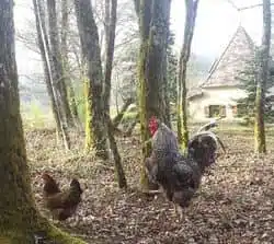 Coq et poules en liberté