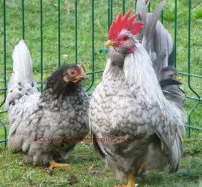 Coq et poule Chabo bleu