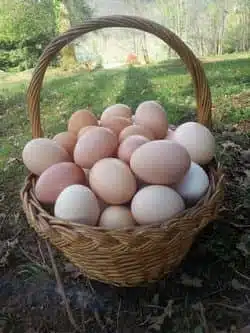 Un beau panier rempli d'œufs récoltés par Yan