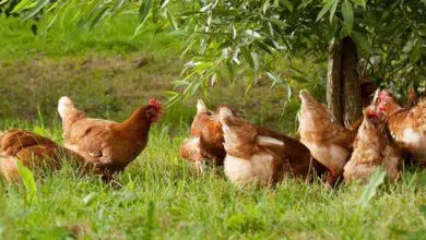 Ces poules vivent sur un espace immense : plus de 7 hectares