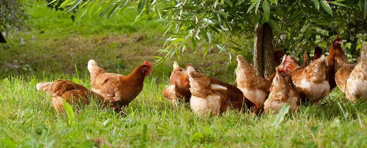 Des poules en liberté qui vivent sur 7 hectares