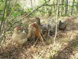 Des poules en liberté chez Yan