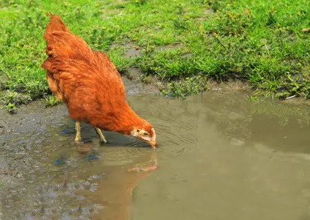 La poule boit environ 0,5 litre d'eau par jour en été