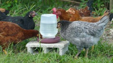 Pourquoi l'eau est importante pour nos poules