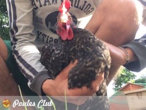 Comment aider une poule au jabot bouché à vomir