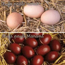 Œufs poule Harco VS œufs poule Marans