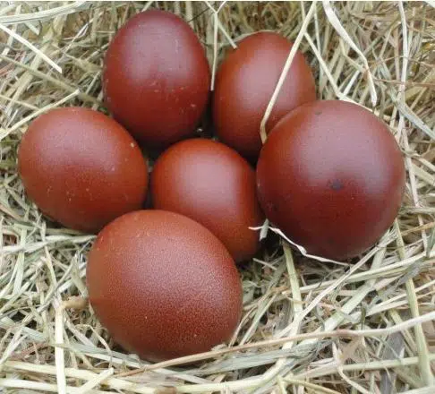 L'œuf de Marans