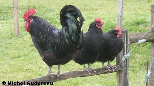 Coq et poules Géline de Touraine