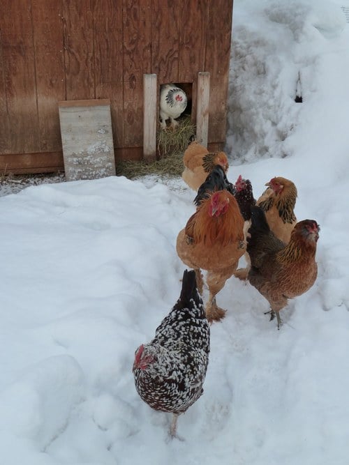 Des poules pondeuses d'hiver