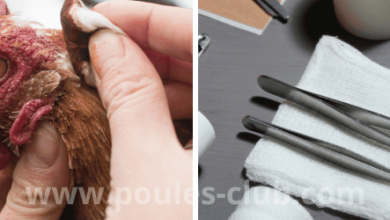 Les accessoires à prévoir comme trousse de secours pour ses poules