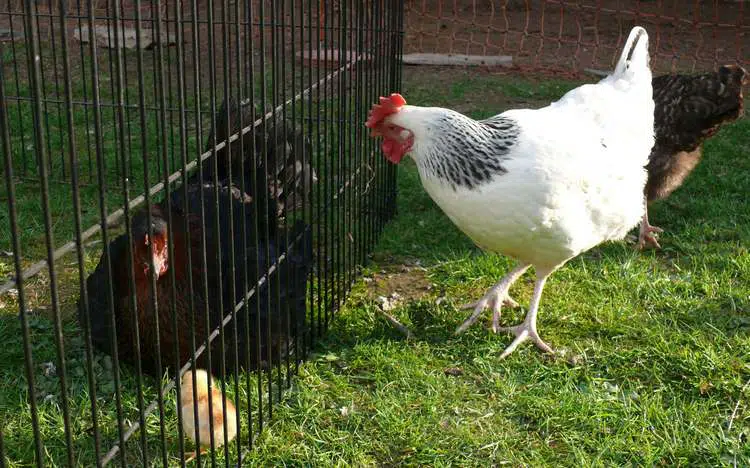 Mue ou cage sans fond pour les poules