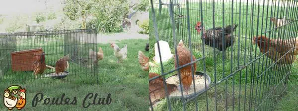 Nouvelles poules à leur arrivée installées dans la mue cage