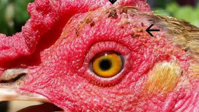 Comment traiter les poux broyeurs mallophages des poules