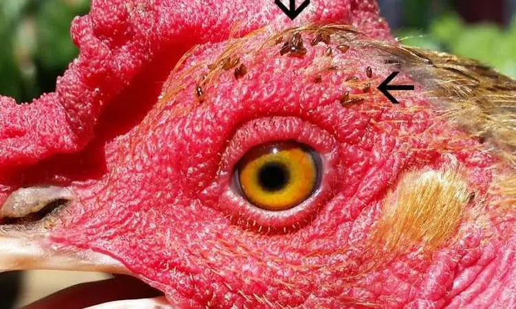 Comment traiter les poux broyeurs mallophages des poules