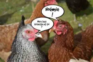Noémie et Grisette deux jolis noms de poules