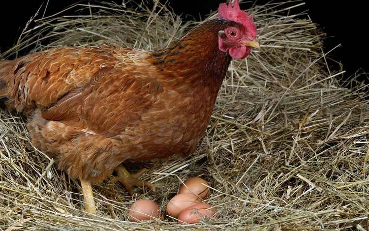 Où mettre une poule qui est morte ?