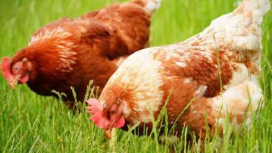 Pourquoi l'herbe est importante pour nos poules ?